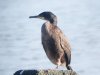 Shag at Westcliff Seafront (Steve Arlow) (43790 bytes) Shag at Westcliff Seafront (Steve Arlow) (43790 bytes)